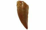 Serrated, Raptor Tooth - Real Dinosaur Tooth #101800-1